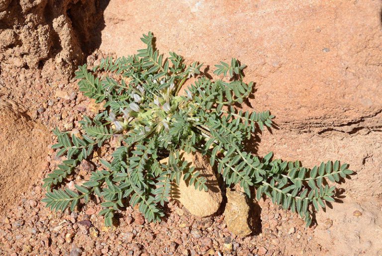 Astragalus tribuloides