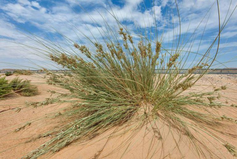 Cyperus conglomeratus