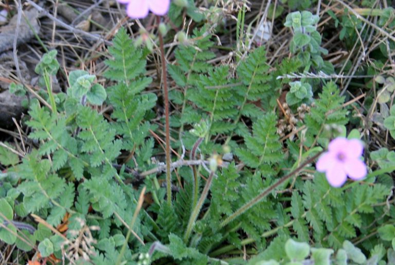 Erodium acaule