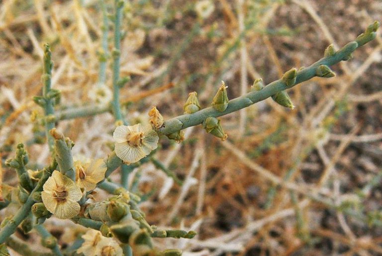 Halothamnus bottae