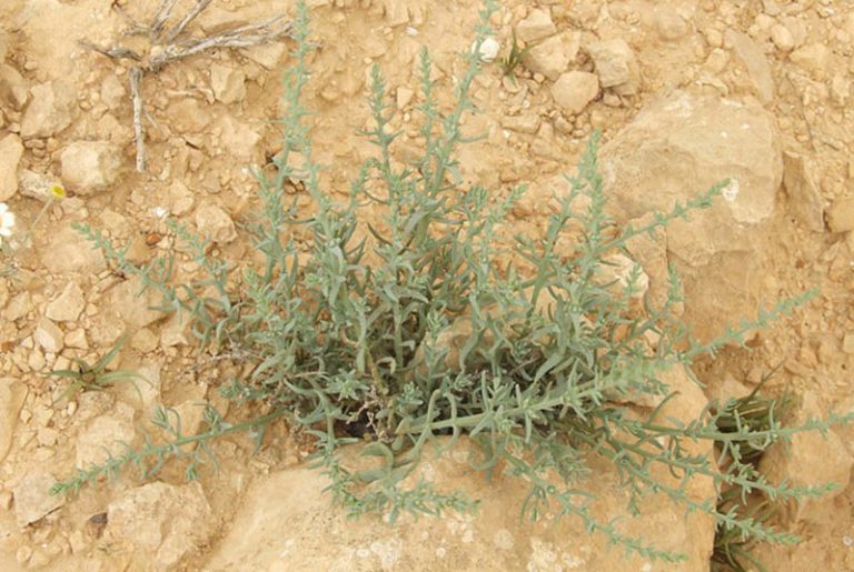 Halothamnus lancifolius