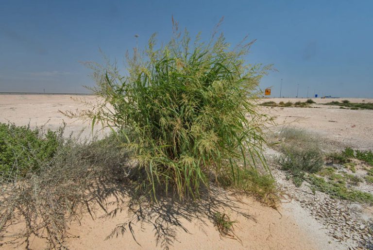 Panicum turgidum