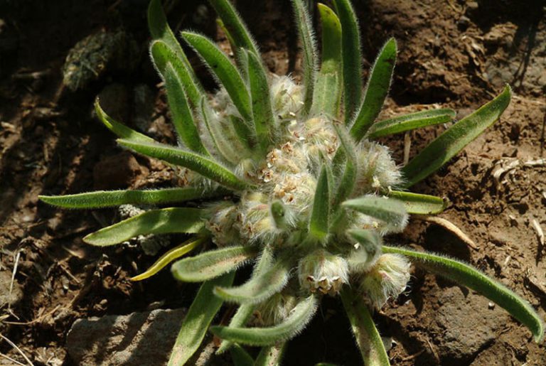 Plantago cretica