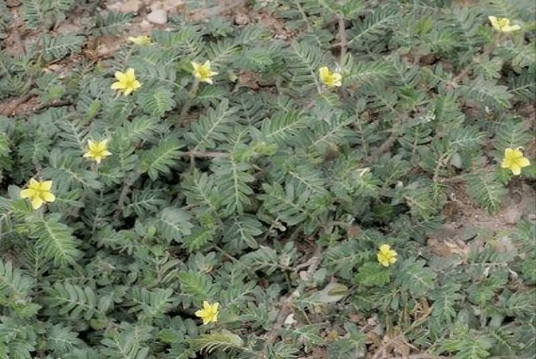 Tribulus terrestris